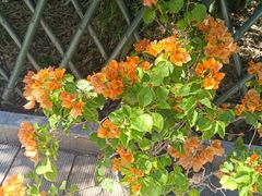 -丽泽山庄·生态怀柔菜·虹鳟鱼(红螺寺店)
