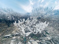 -崂山九水游览区