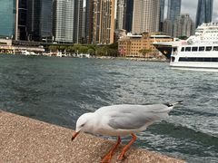 -悉尼海港大桥