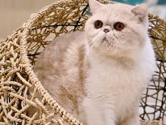 -飞行喵MR PILOT|猫舍·猫咖(静安大融城店)