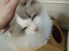 -楼上猫咖(罗湖店)