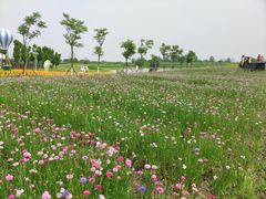 -洪湖湿地生态园