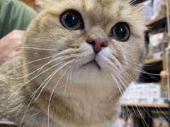 -PETKIT小佩宠物(昭化店)