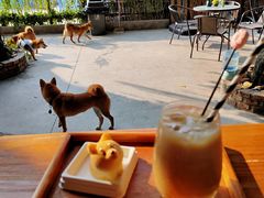 -柴犬高等学院·狗咖·柴犬售卖·宠物训练