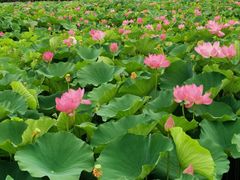 -荷塘月色湿地公园·向阳花洲