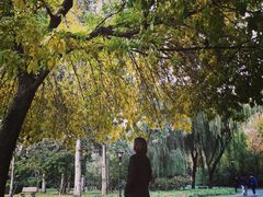景点-朝阳公园