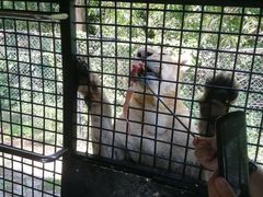 -深圳野生动物园
