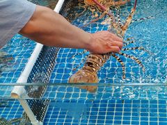 -大东海海鲜酒楼(渔人码头总店)