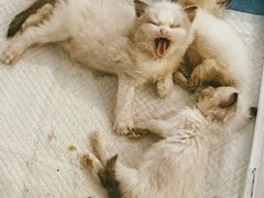 -楼上猫咖(罗湖店)