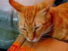 -颓记茶餐厅(美景总店)