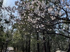 -阳台山自然风景区