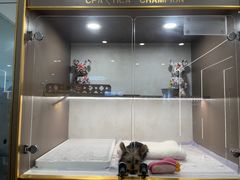 -翊宠yipet猫狗购宠庄园犬舍•猫舍
