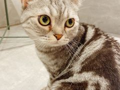 -猫儿山۰猫主题餐厅