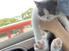 -东方名猫馆·英短金渐层布偶猫舍(环线广场1号楼店)