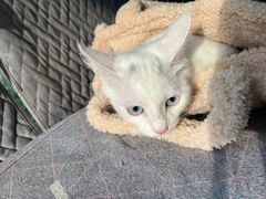 -西安京西宠物医院·瘫痪·疑难杂症