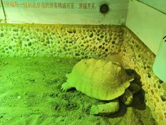 -上海大自然野生昆虫馆(东方明珠·爬宠昆虫探索中心)