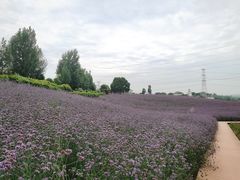 -紫颐香薰山谷景区