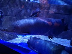 -成都浩海立方海洋公园