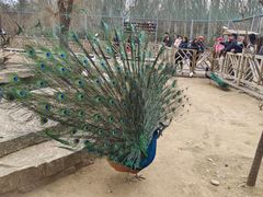 -鄂尔多斯野生动物园