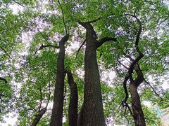 -徐家汇源景区-衡山公园