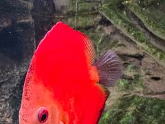 -上海海洋水族馆