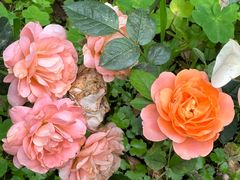 -渝信川菜(南滨店)