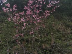 -广州市帽峰山景区