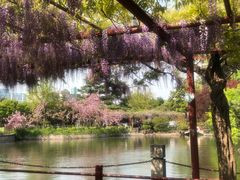 -嘉定紫藤园