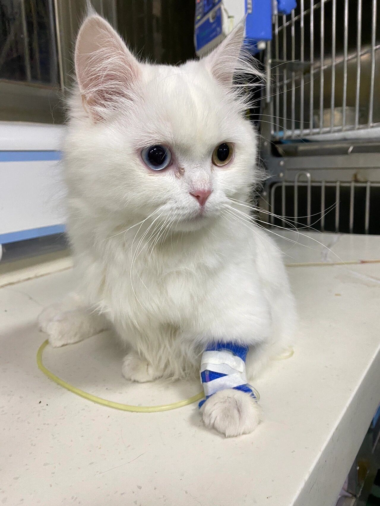 猫咪生病真的让人很担心
