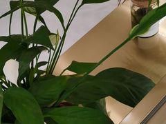 -大光明眼镜(锦华路旗舰店)
