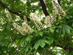 -菩提树下茶咖鼓捣