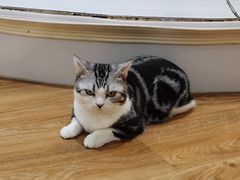 -COLOR PETS 撸猫馆·购猫·猫咖(长风大悦城店)
