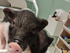 -怪兽屋·羊驼·猫咖·狗咖(俊华广场店)