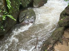 -莫里热带雨林景区