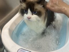 -PETKIT小佩宠物·低压洗护(国顺东路店)