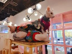-喵匠猫主题咖啡(凯德和平广场店)