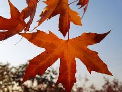 -证大大拇指广场(芳甸路店)