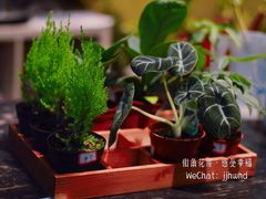-杭州街角花屋花店(闻堰店)