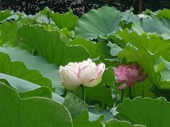 -陈家山荷花公园