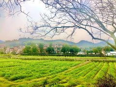 -红山村