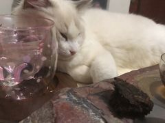 -袖虎·猫馆(体育西路店)