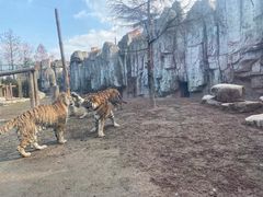 -上海野生动物园