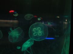 -苏州海洋馆