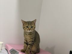 -佳雯宠物医院·皮肤科·内外科(春晓路分院)