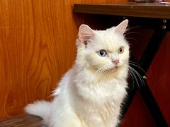 -楼上猫咖(罗湖店)