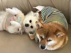 -怪兽屋·羊驼·猫咖·狗咖(俊华广场店)