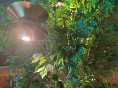 -同仁四季椰子鸡(无锡滨湖万象汇店)