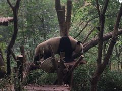 景点-成都大熊猫繁育研究基地