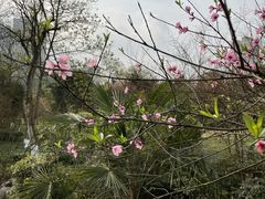 -龙头寺公园