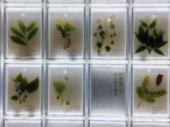 -广东中医药博物馆